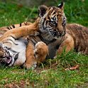 slides/IMG_1457.jpg sumatran, tiger, cub, wildlife, feline, big cat, cat, predator, fur, marking, stripe, eye, play WBCW111 - Sumatran Tiger Cubs